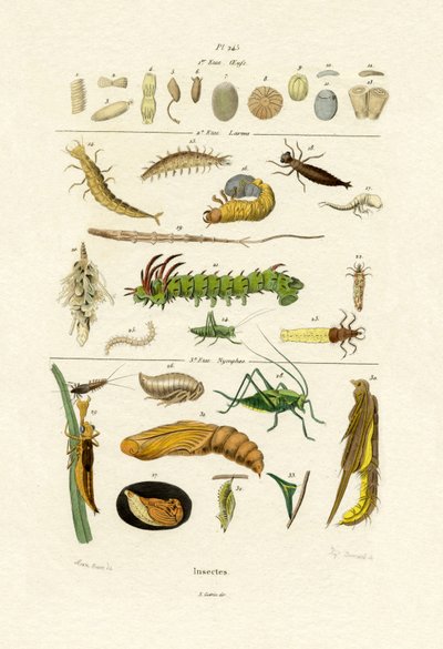 Insects by French School